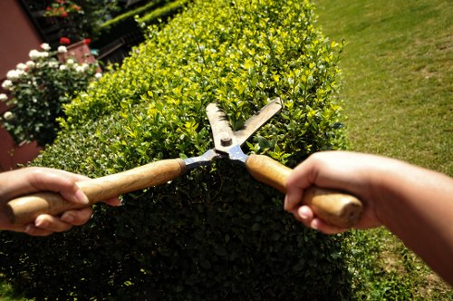 Professional tree pruning in a residential Thamesmead garden